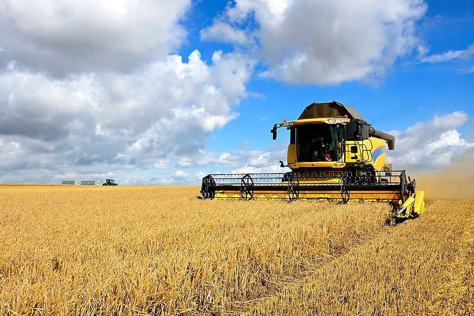 Corn in being cut down by a combine harvester