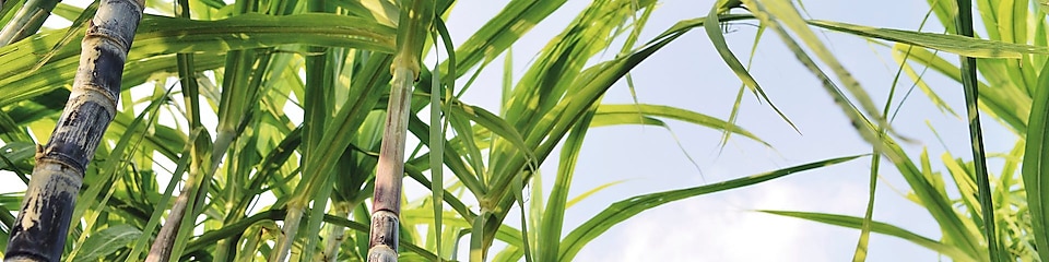 Biofuels are made from plants such as sugar cane