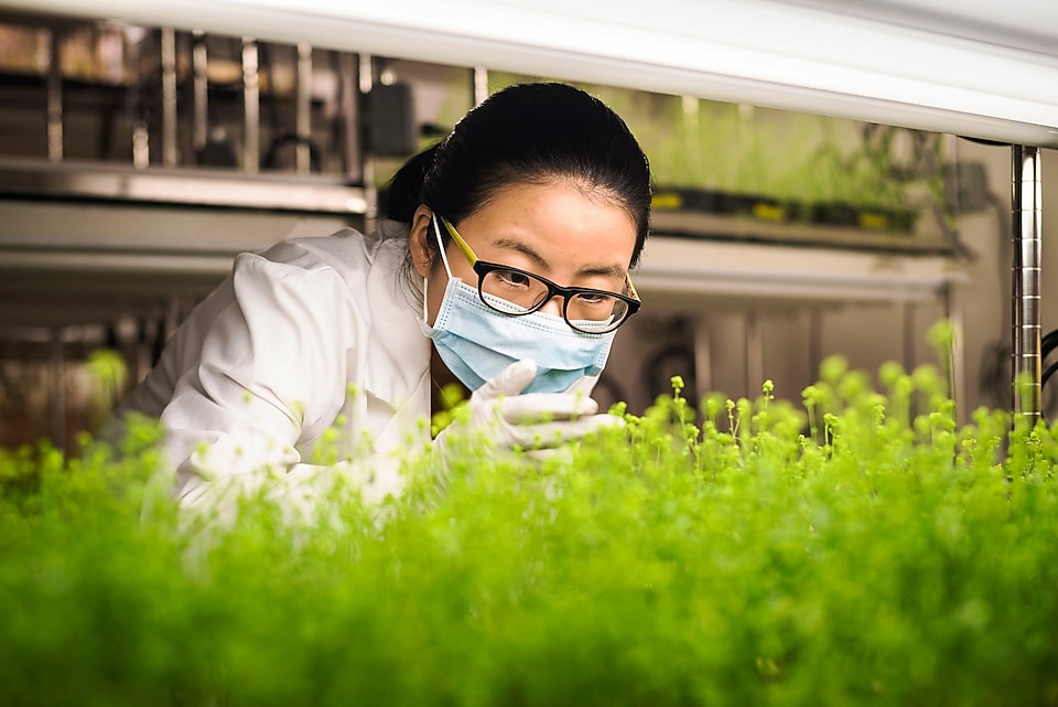 Asian scientist examining plants in laboratory